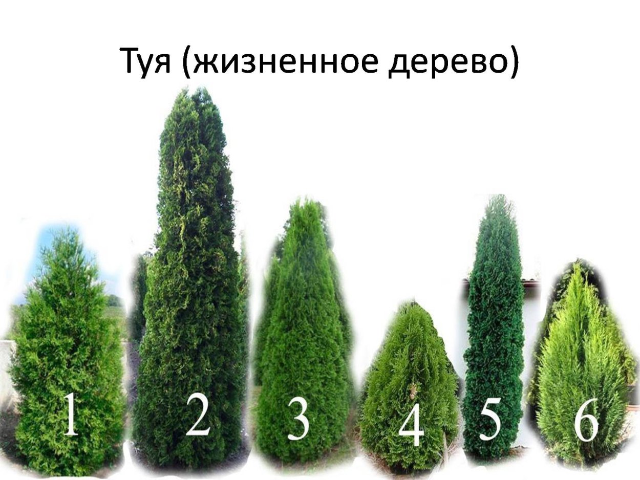 Туя Западная Смарагд на белом фоне