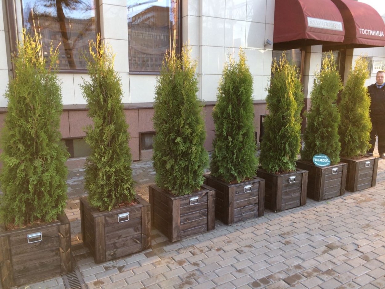 Туя Смарагд в кадке