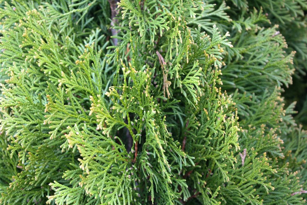 Туя и Кипарис