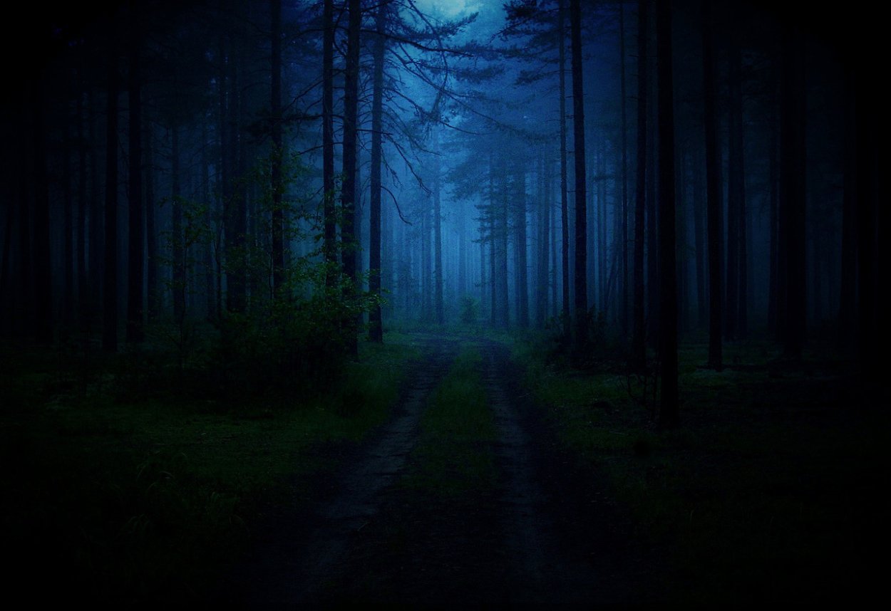 Густой лес ночью