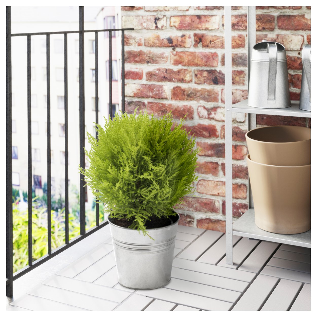 Кипарисовик в горшочке