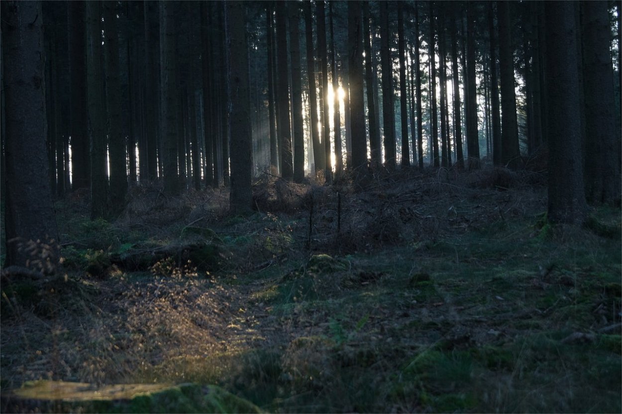 Темная Поляна в лесу
