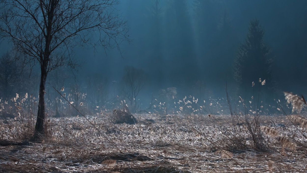 Мрачная Поляна в лесу
