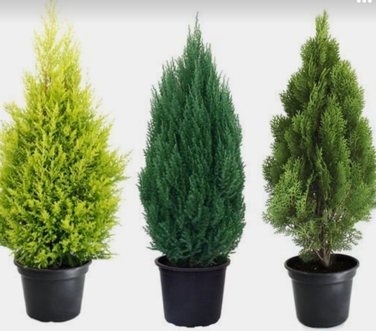 Большая туя в горшке