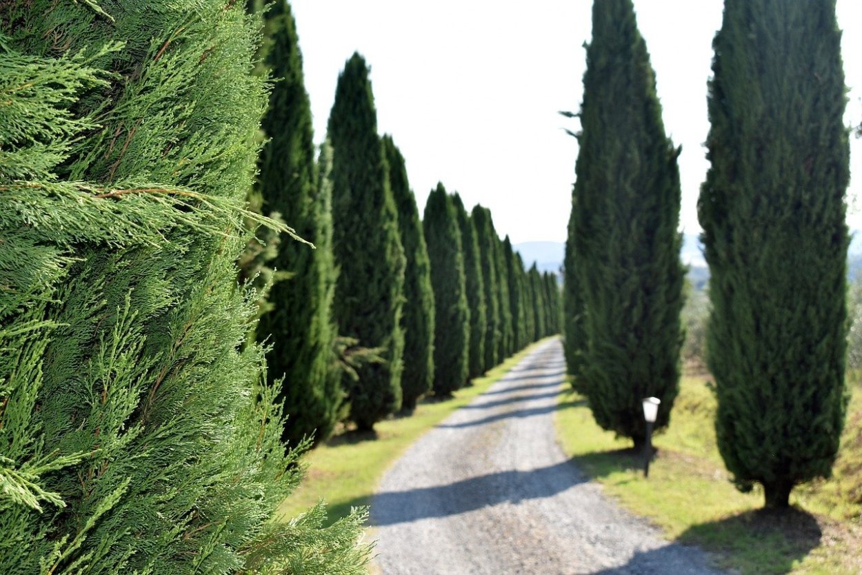 Кипарис вечнозеленый (Cupressus sempervirens)