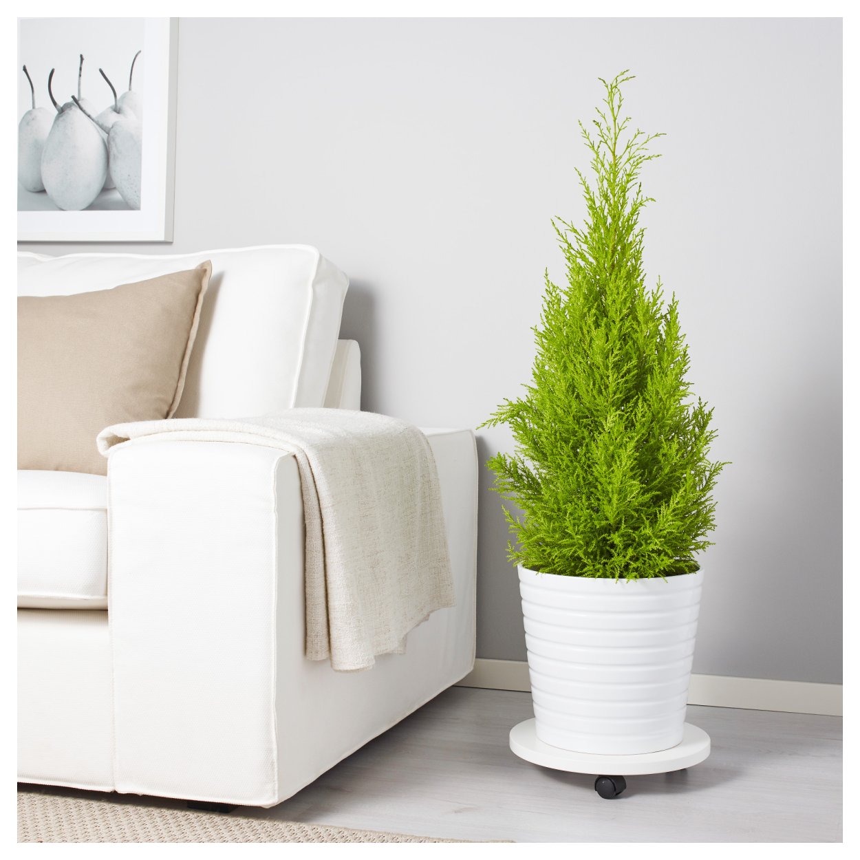 Туя Купрессус