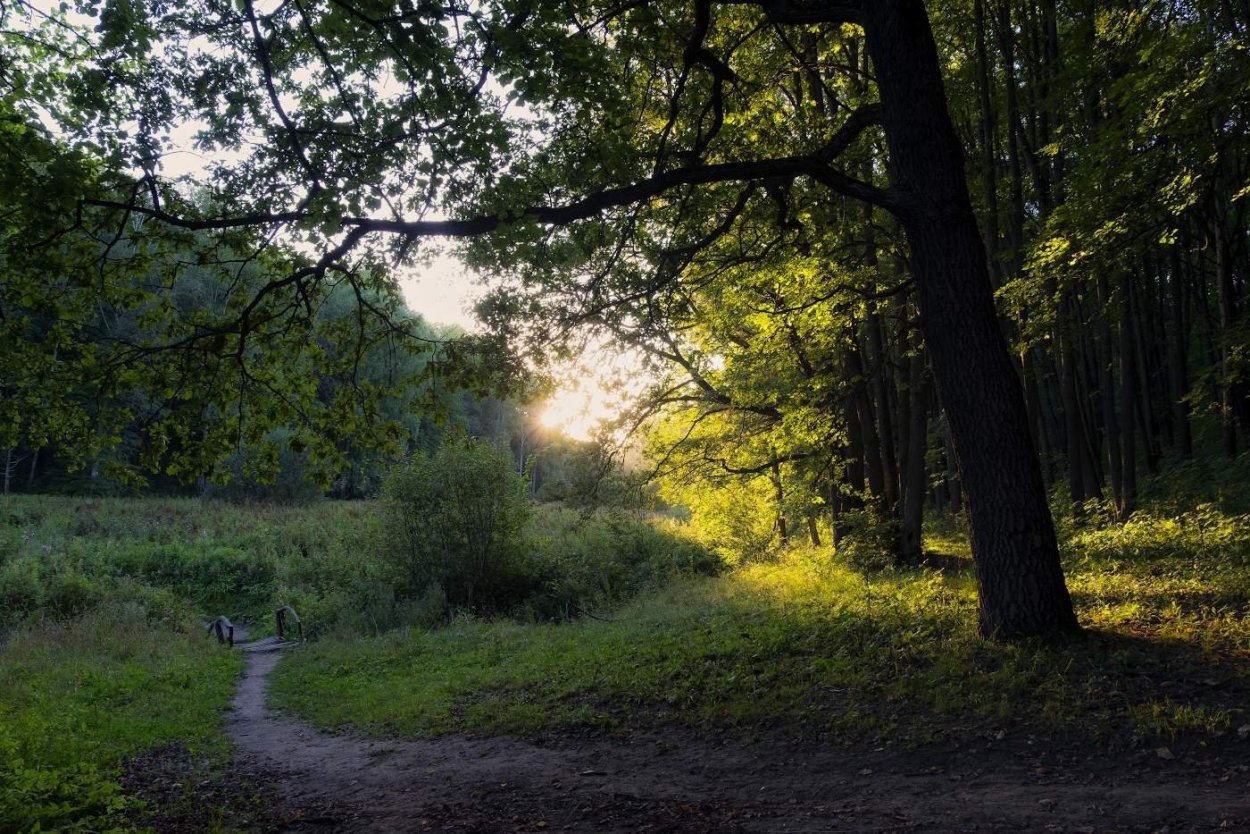 Лес, Лесная Полянка, тропинка