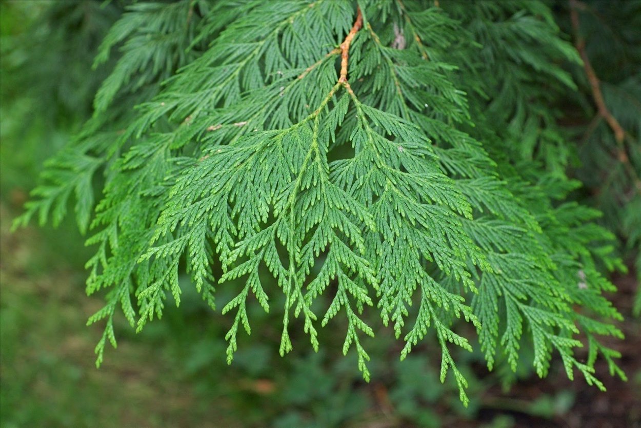 Хвойные деревья туя