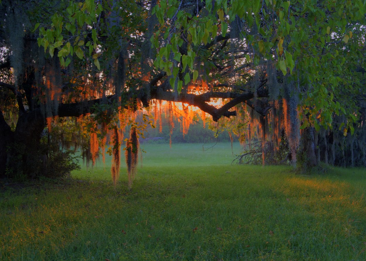 Поляна в лесу вечером