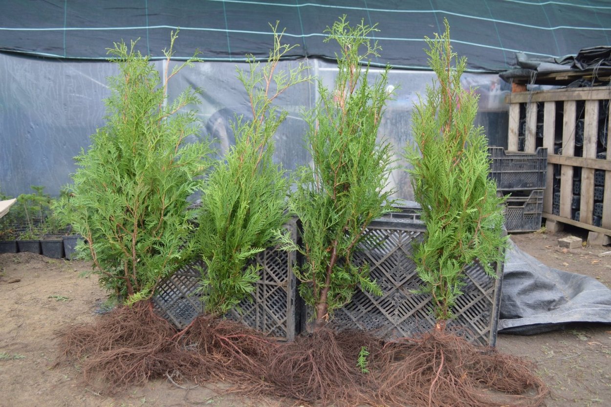 Корни туи Смарагд