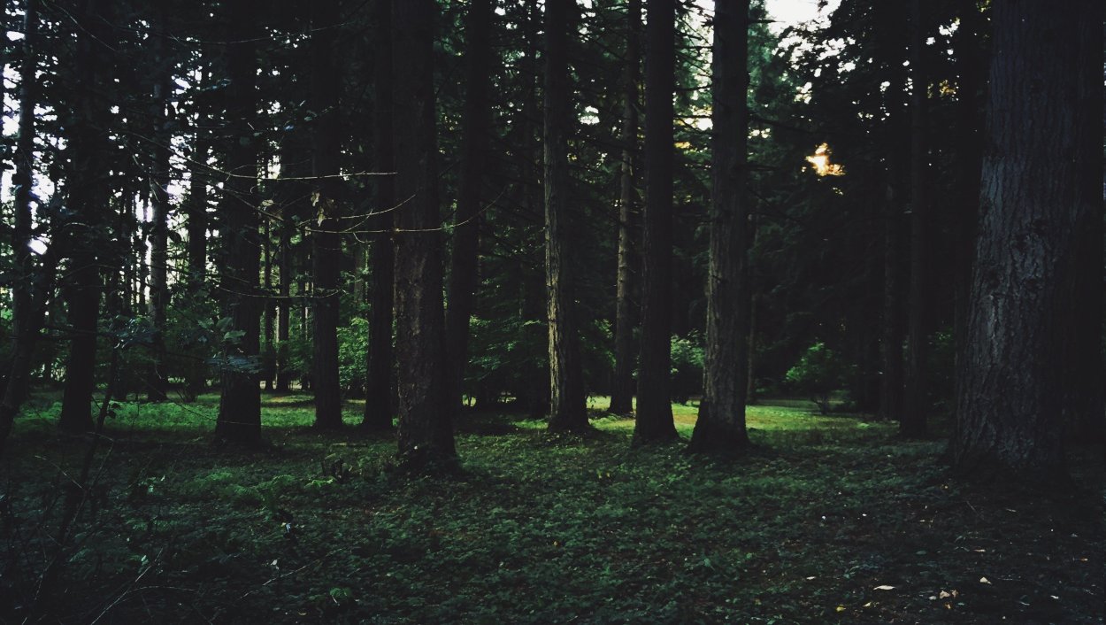 Темный лес