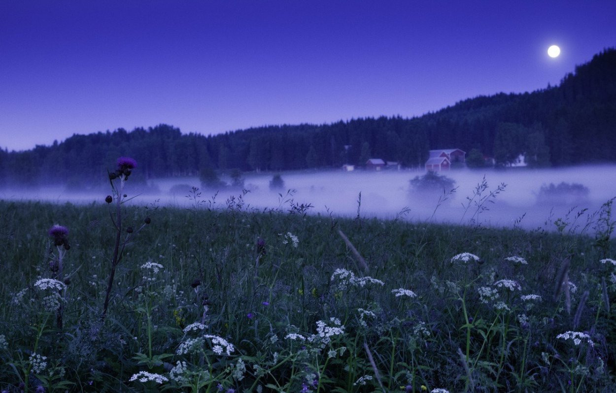 Поляна ночью