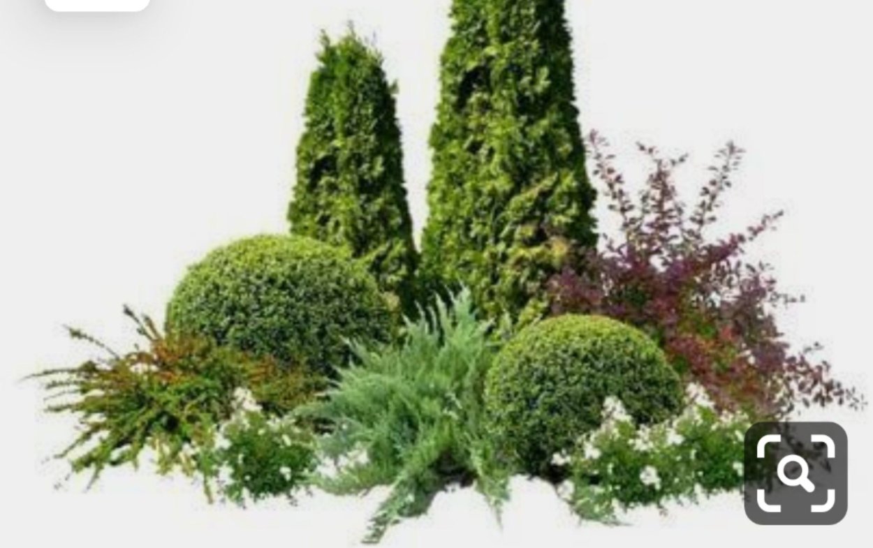 Туя Западная Смарагд