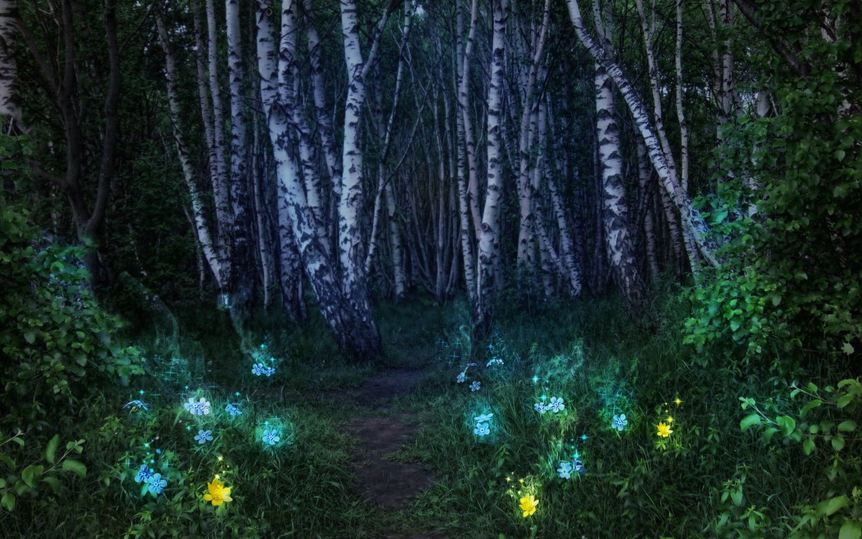 Поляна в лесу ночью