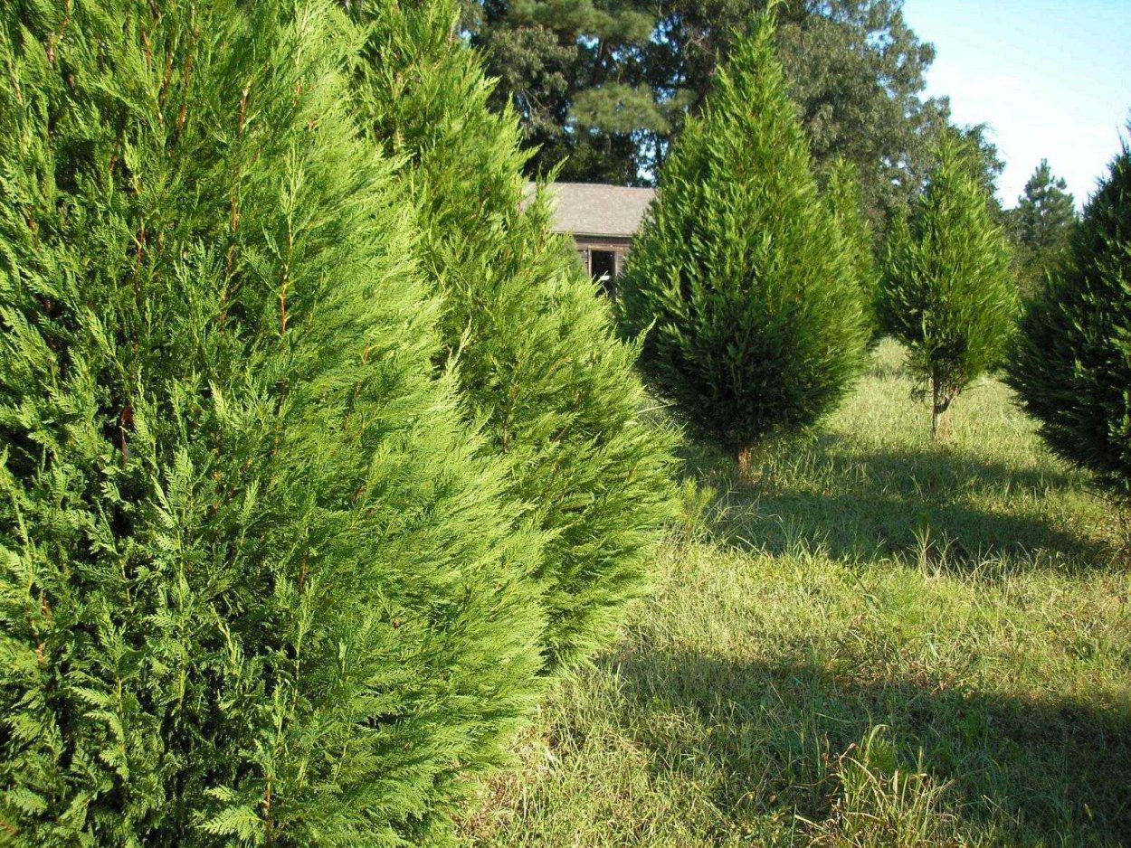 Можжевельник виргинский Пирамидалис