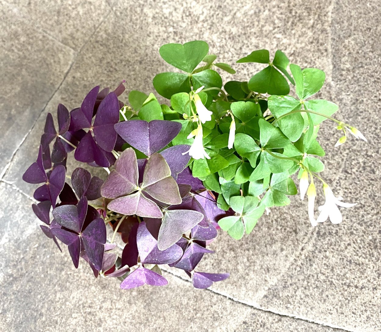 Оксалис Бове