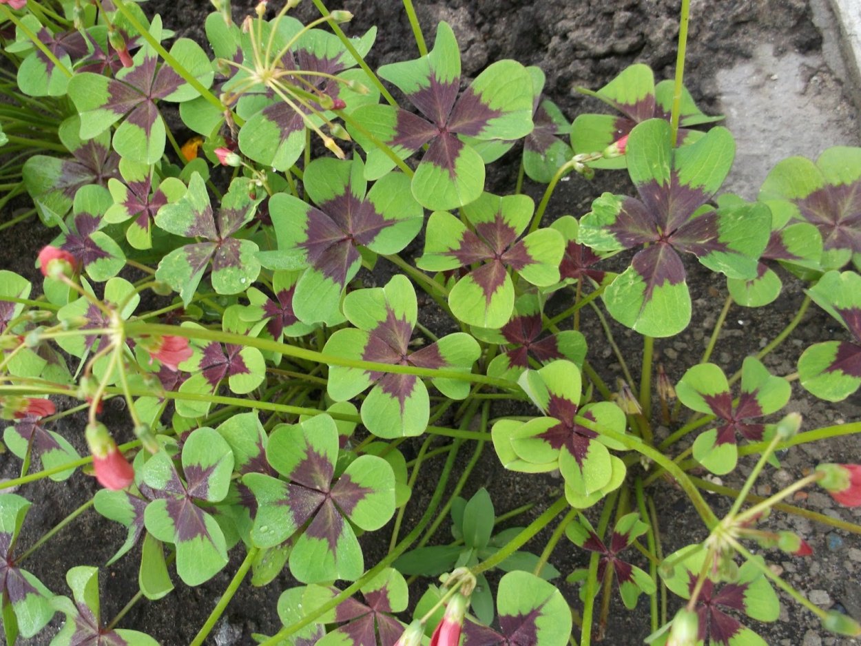 Оксалис Кислица треугольная бургунди