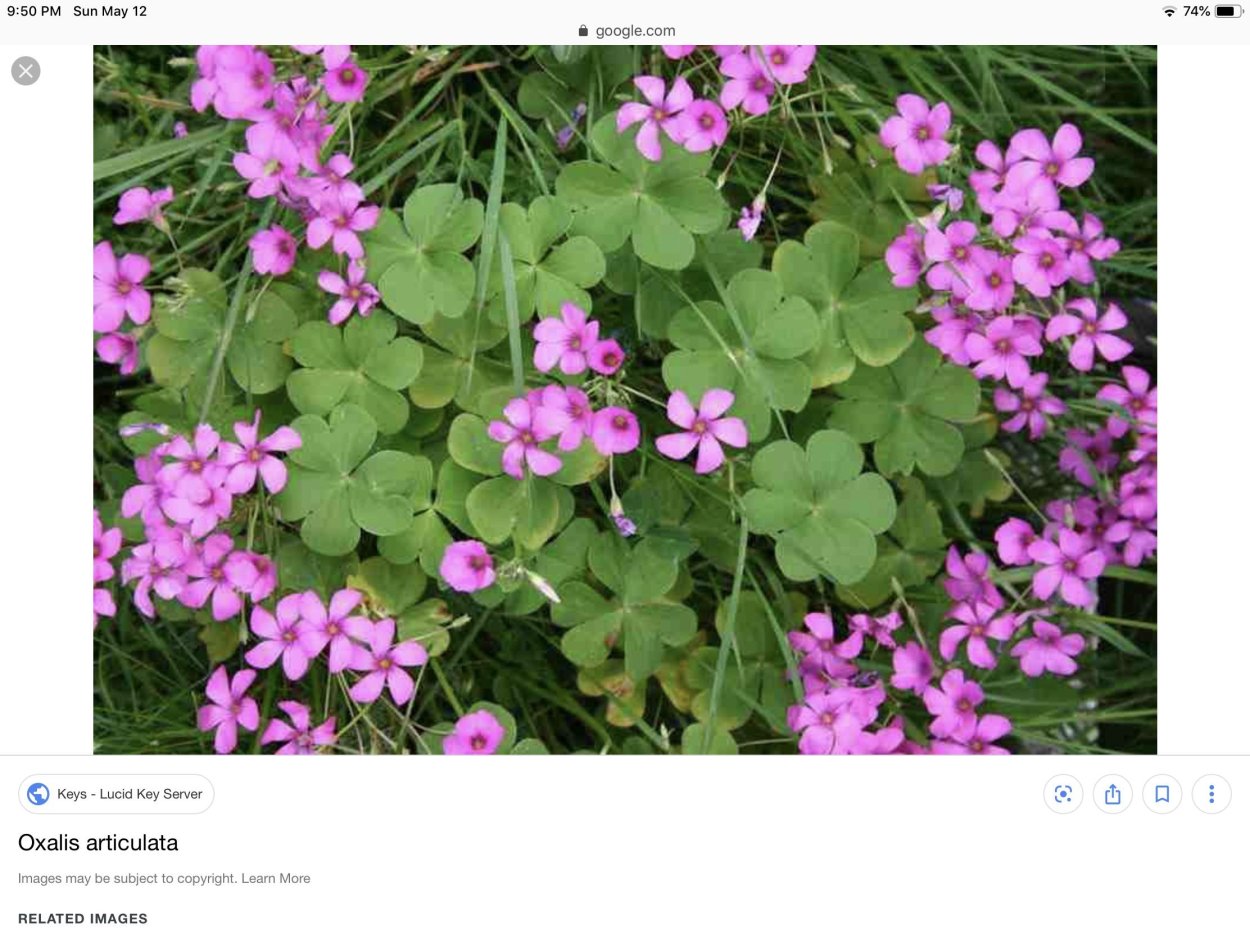 Оксалис сорта