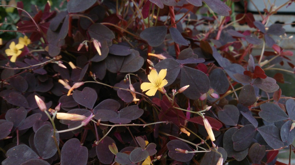 Кислица Oxalis acetosella