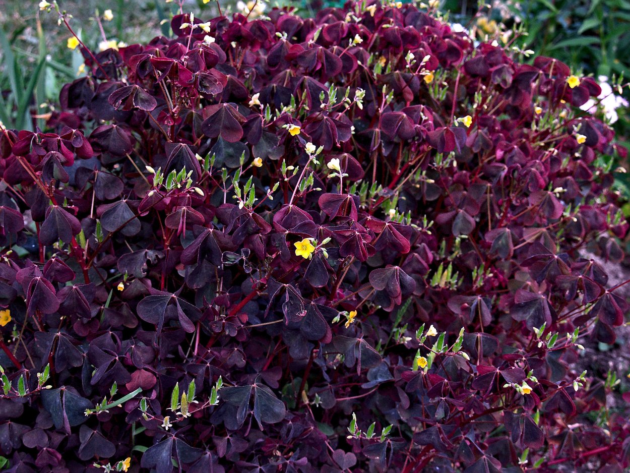 Кислица оксалис Садовая