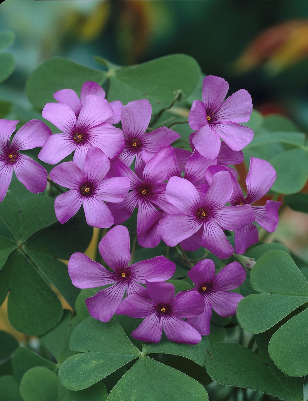 Oxalis lobata