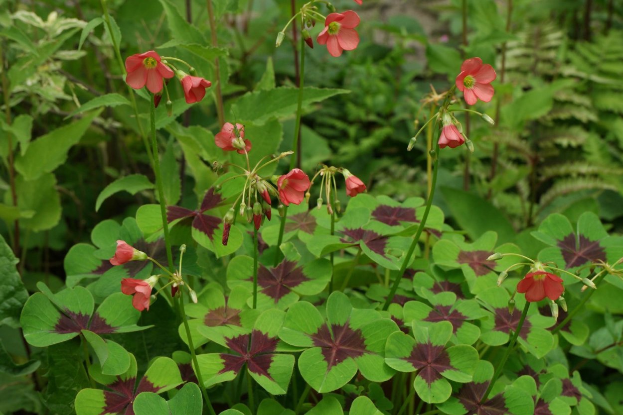 Кислица оксалис