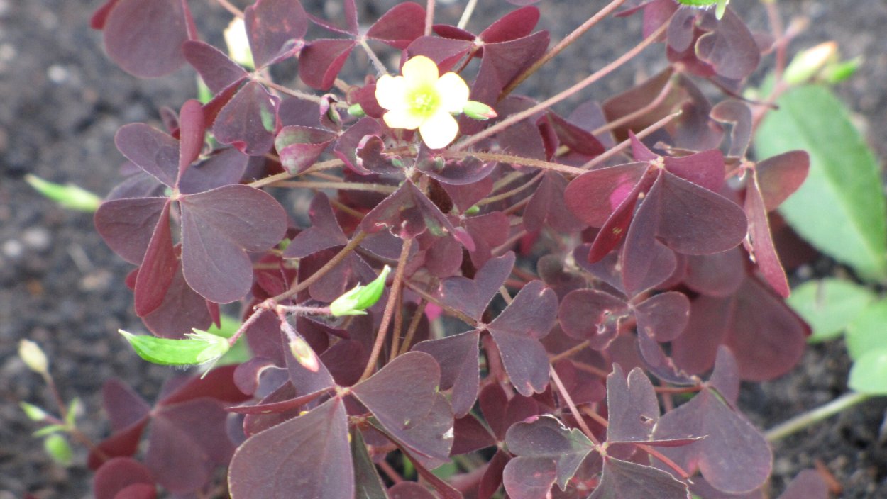 Кислица обыкновенная желтые цветы