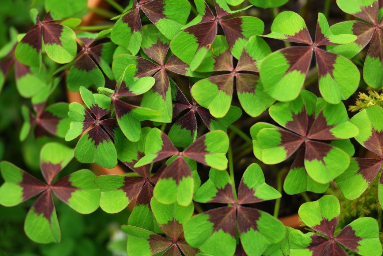 Oxalis tuberosa
