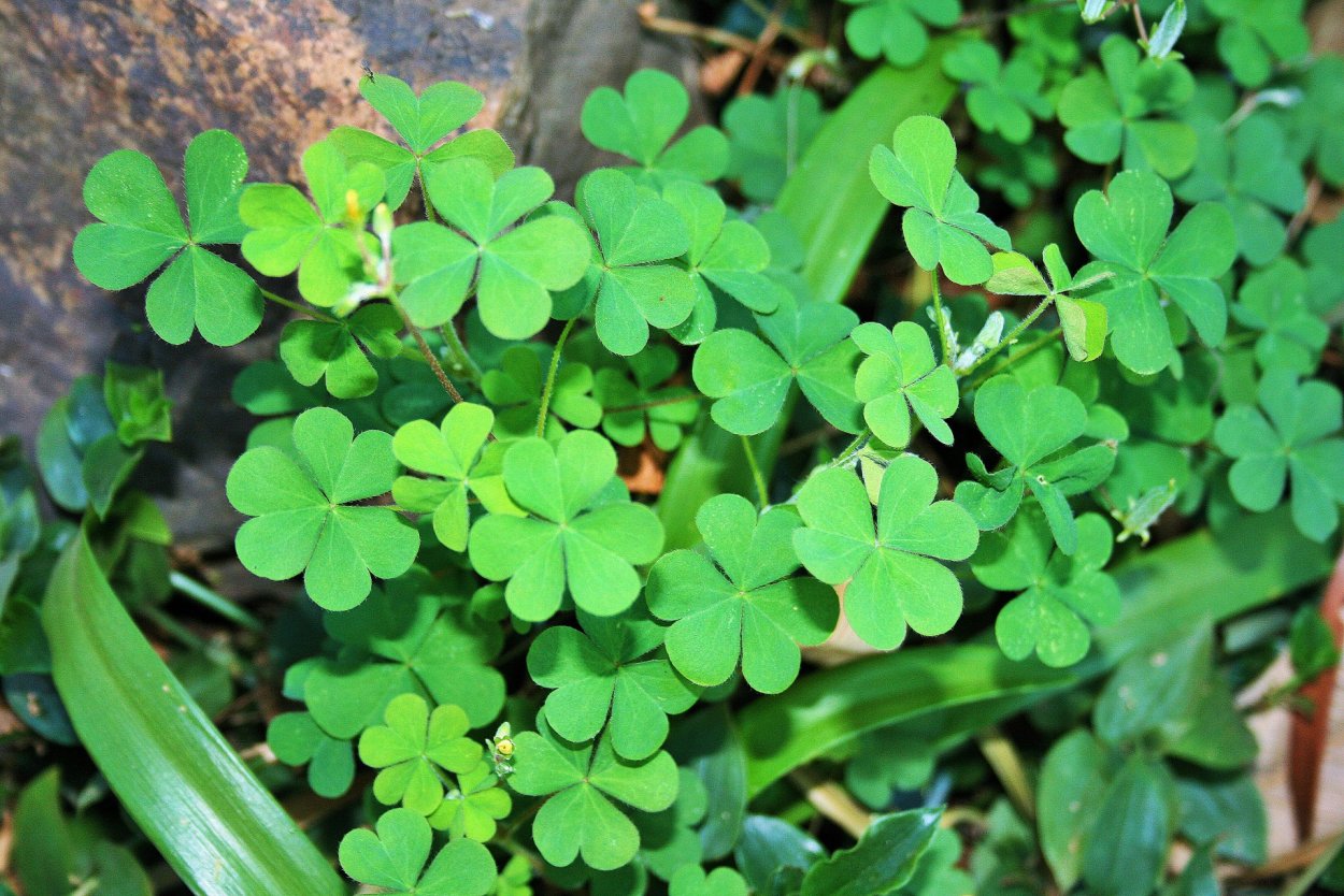 Кислица рожковая (Oxalis corniculata)