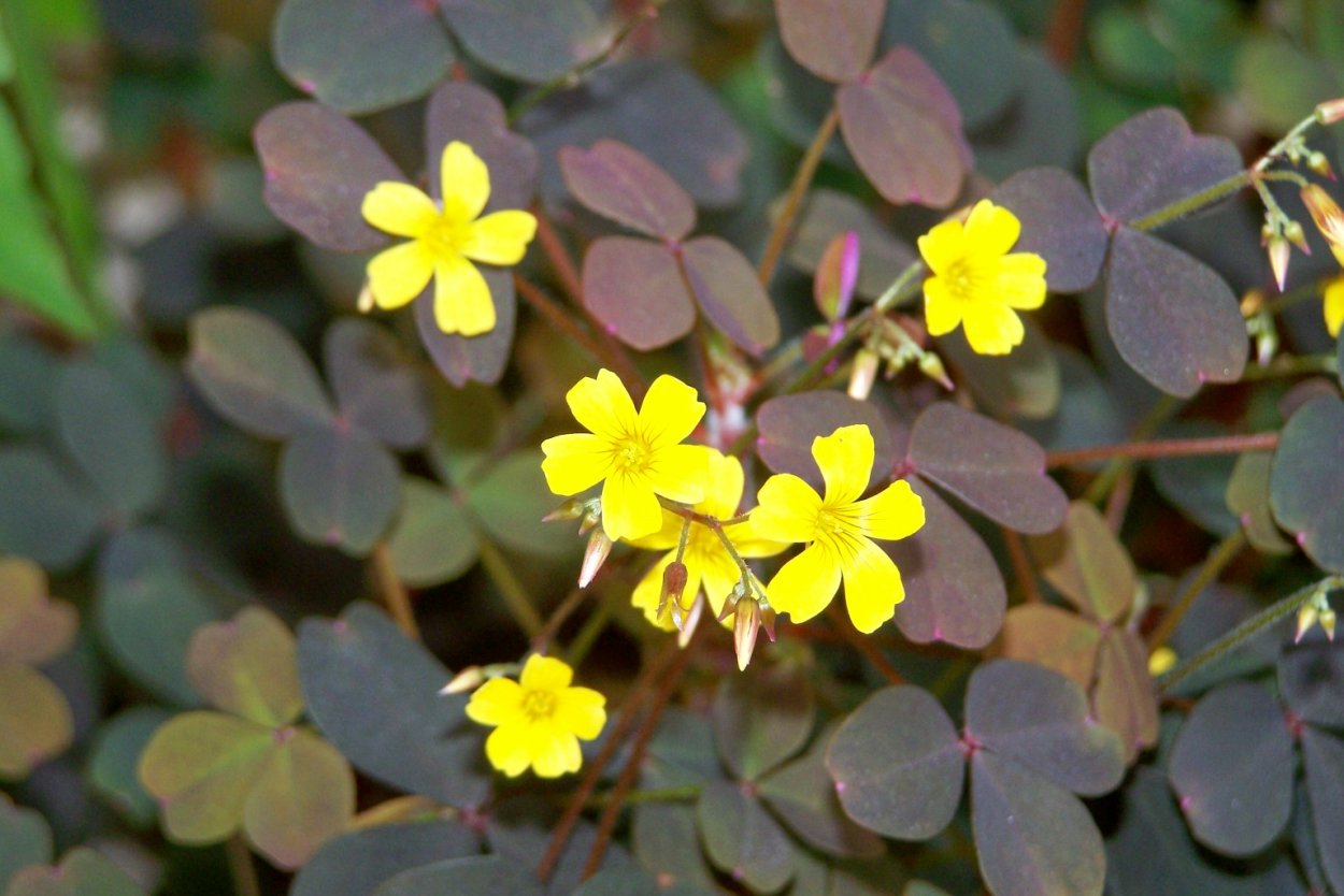 Кислица оксалис рожковая