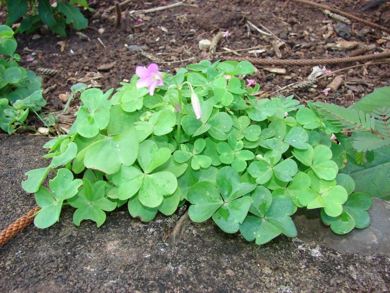 Oxalis - Кислица Alba