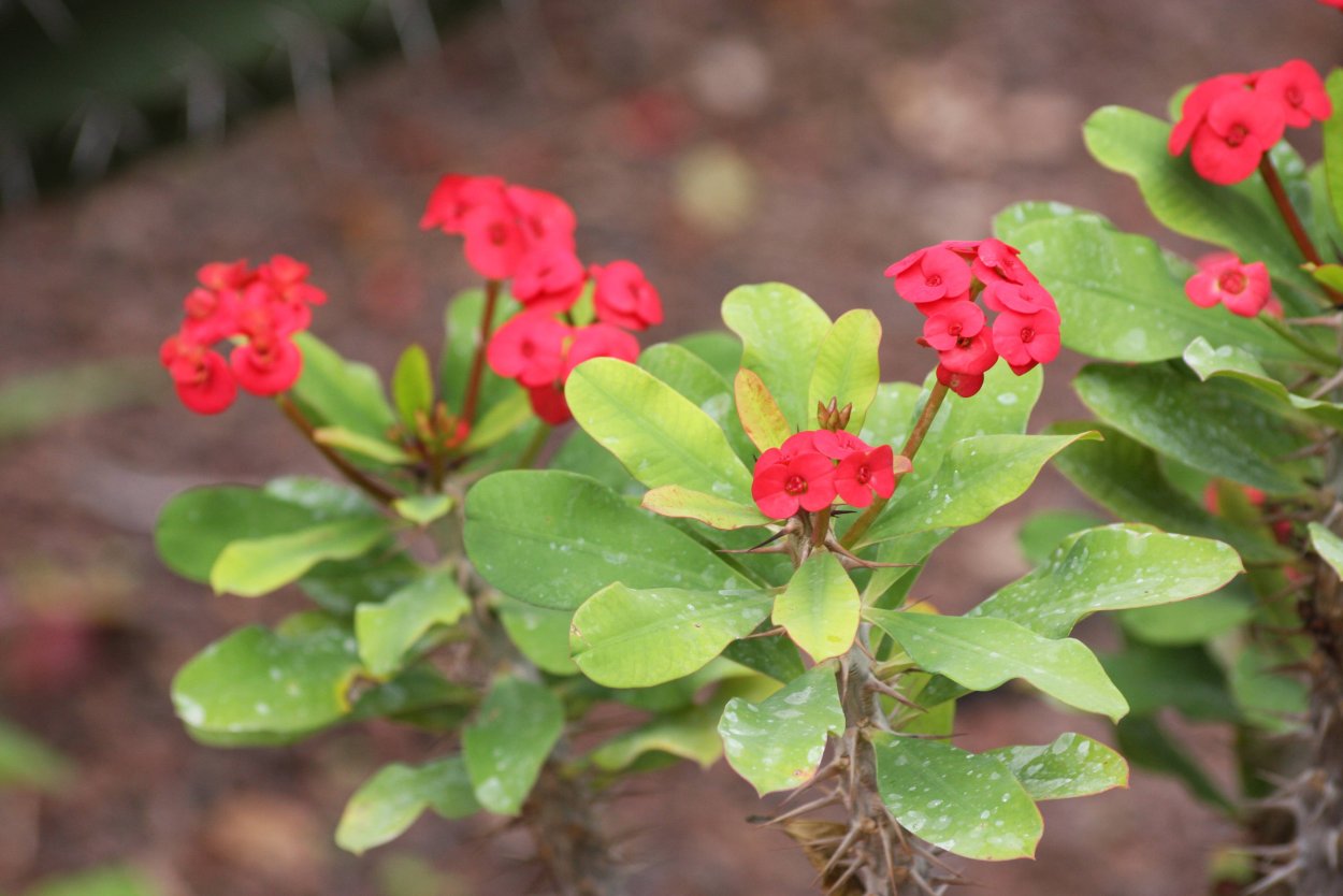 Эуфорбия молочай