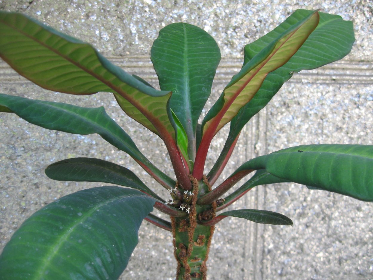 Молочай беложильчатый