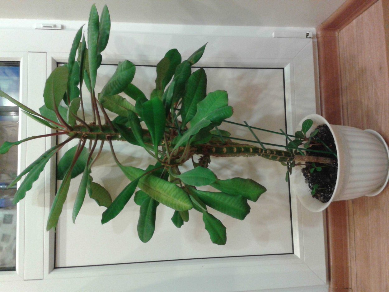 Цветок эуфорбия миля