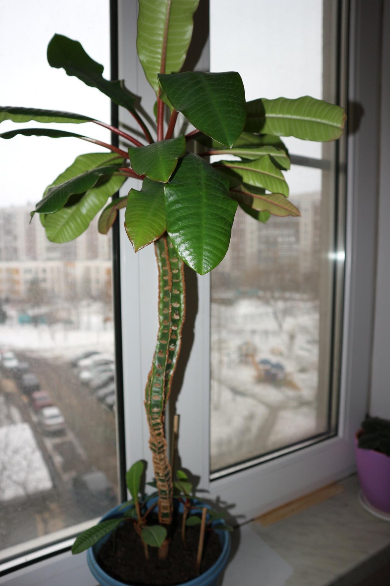 Эуфорбия молочай