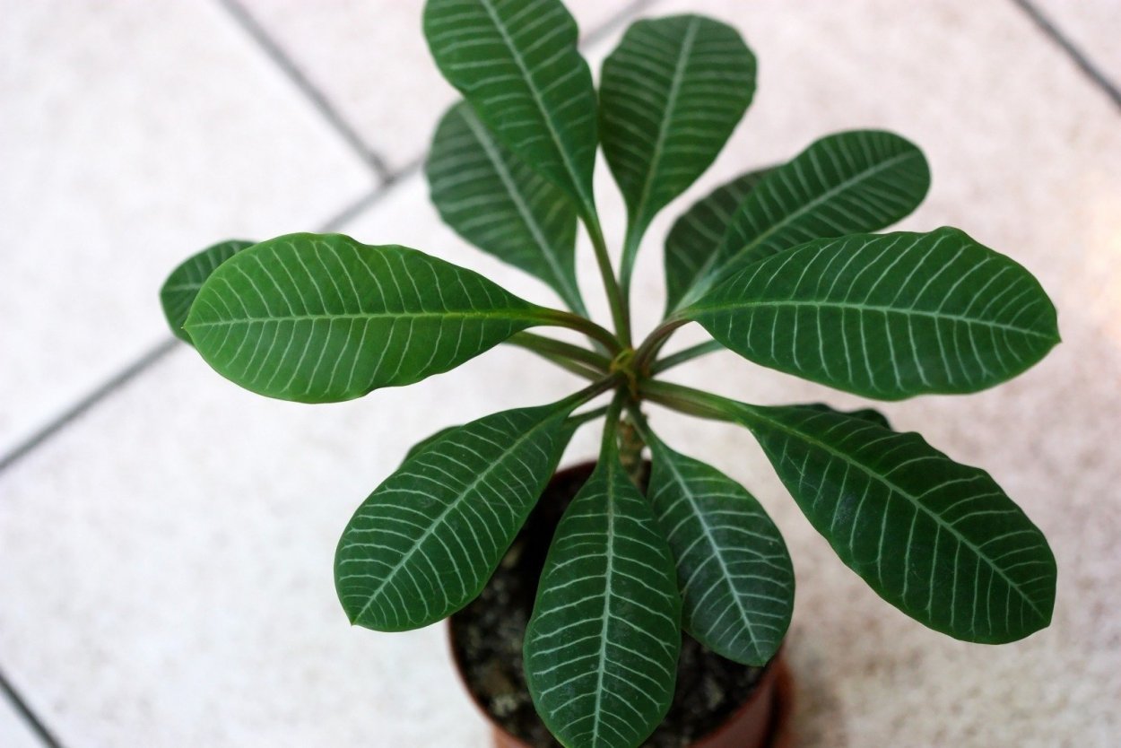 Молочай беложильчатый (Euphorbia leuconeura)