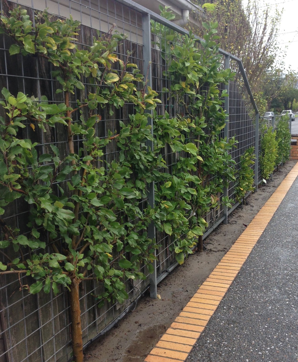 Деревья Espalier