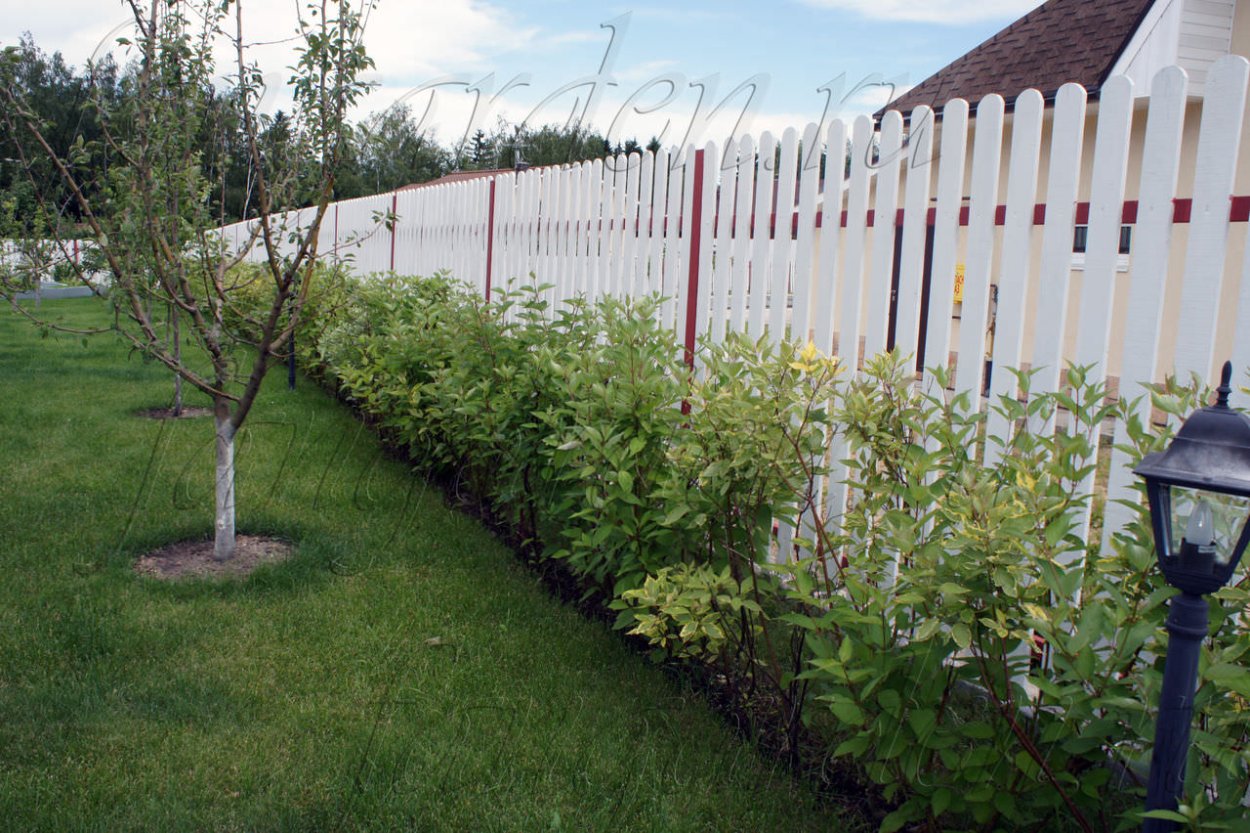 Плодовые деревья вдоль забора