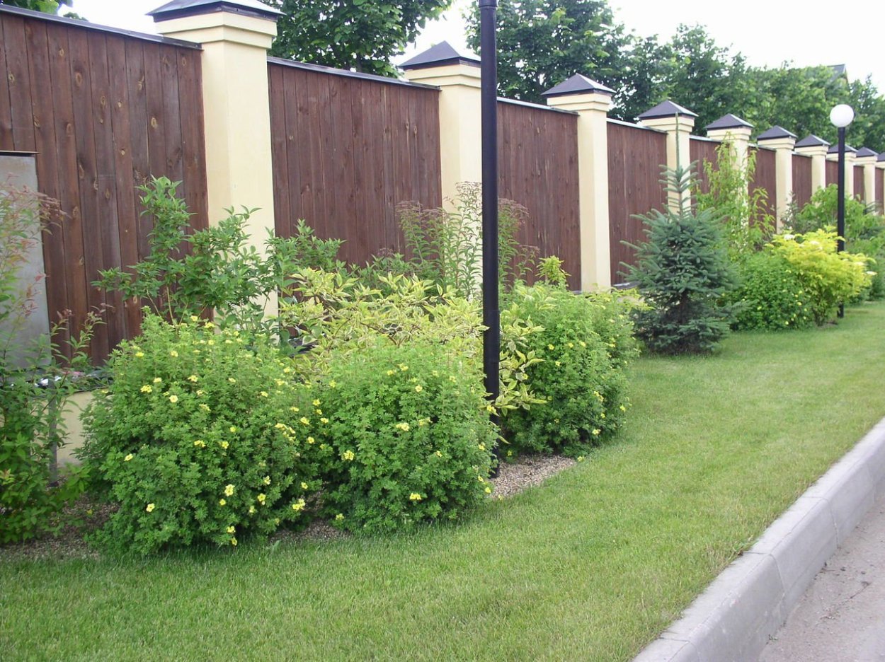 Пузыреплодник Лютеус Живая изгородь