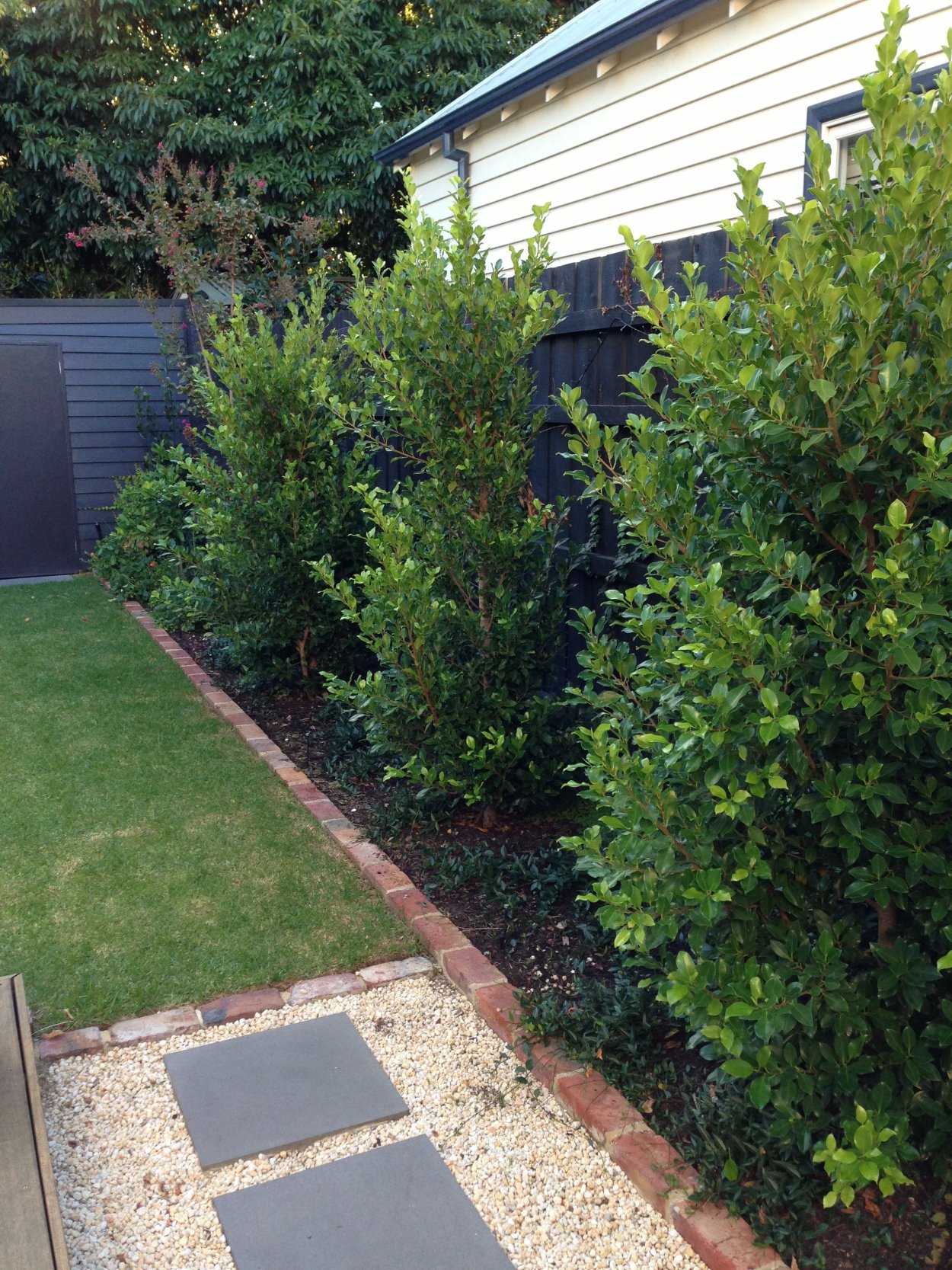 Плодовые кустарники вдоль забора