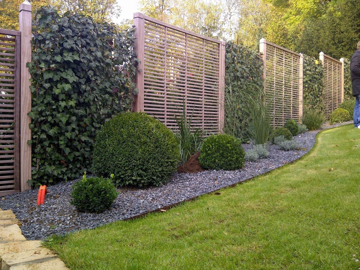 Туи Брабант вдоль забора