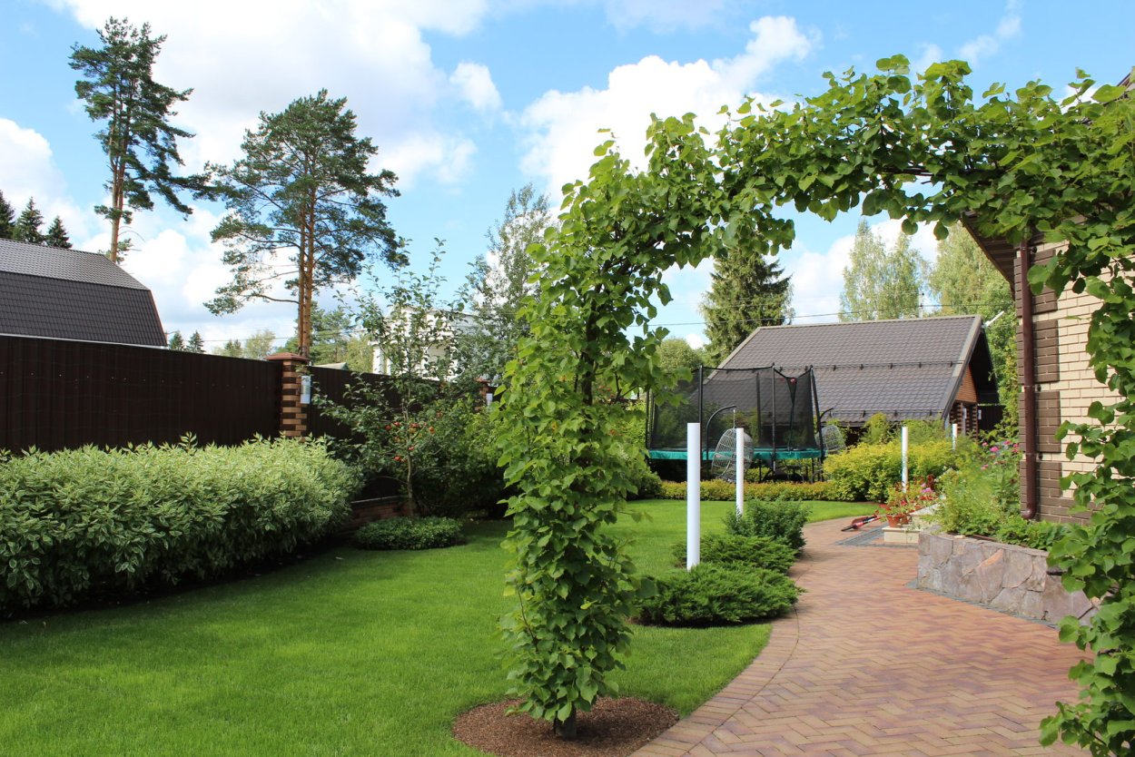 Ирга Ламарка в миксбордере