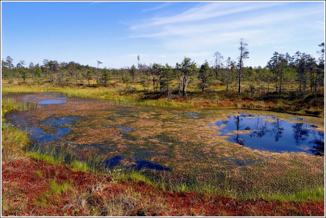 Болото для детей