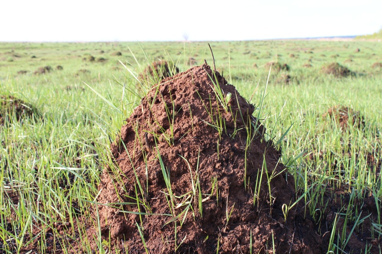 Тростенское озеро