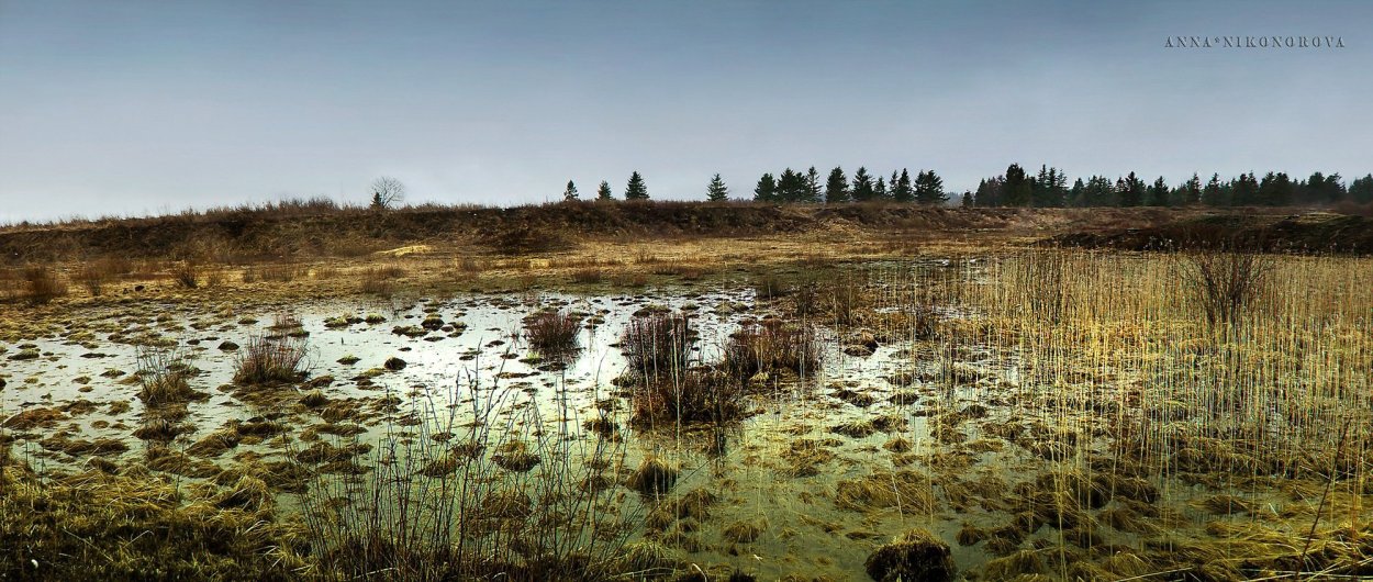 Переходные (мезотрофные) болота