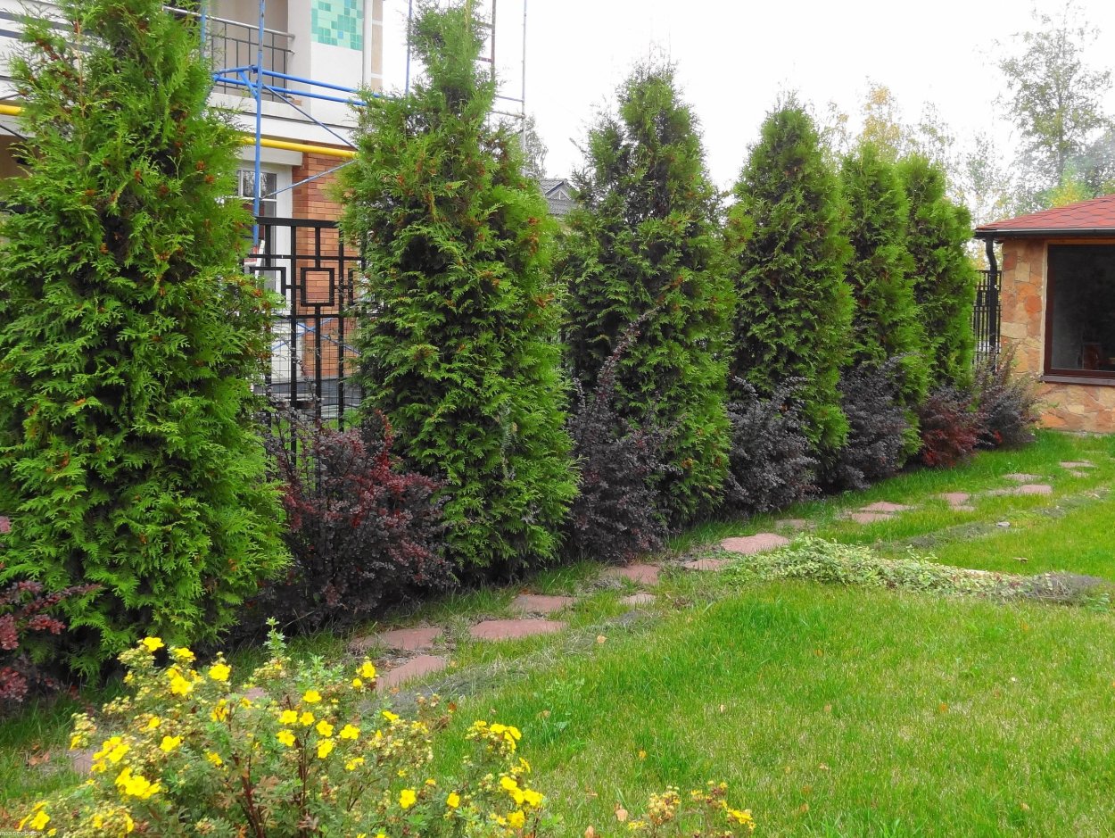 Теневой миксбордер