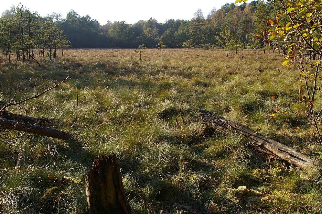 Кочки на болоте