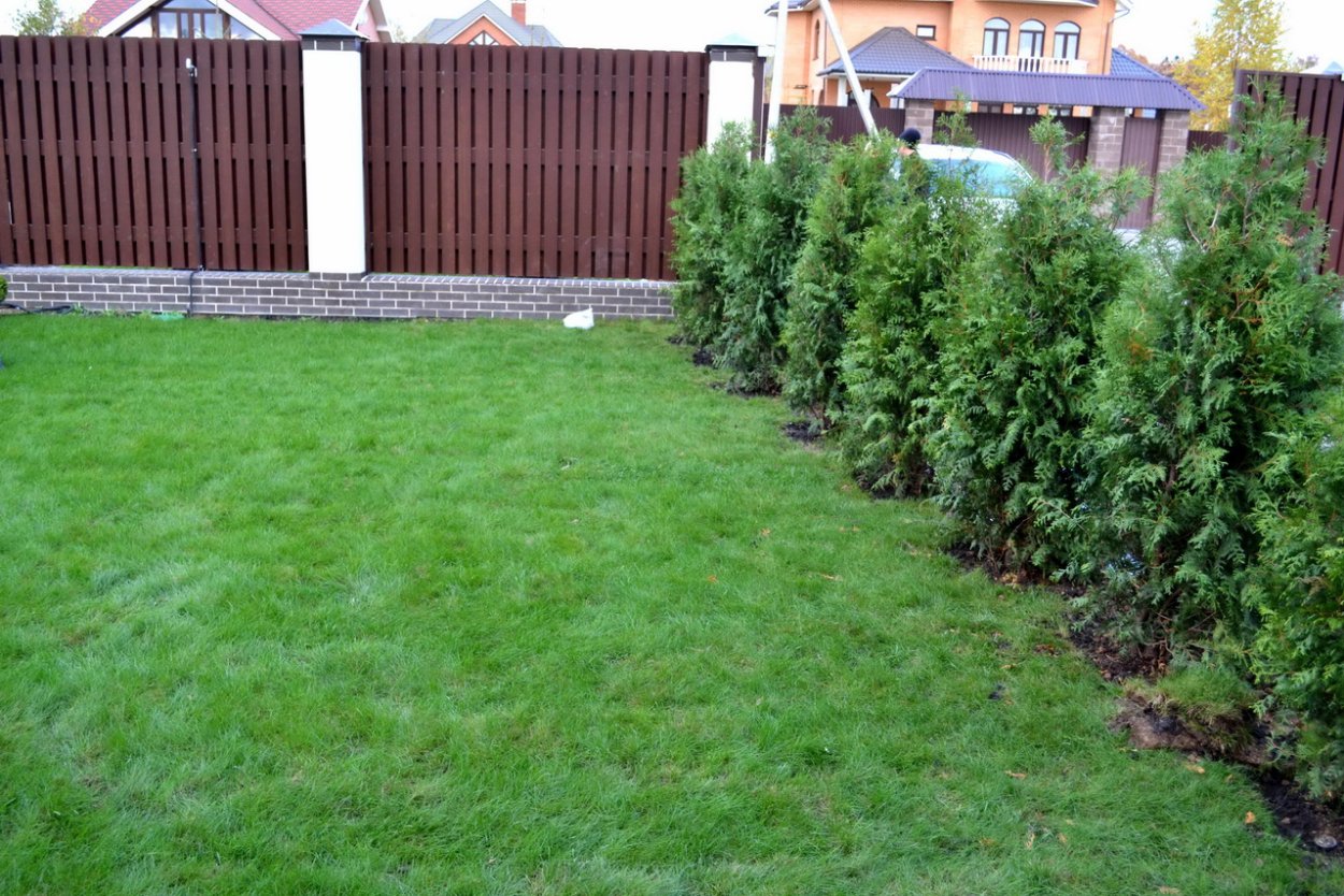 Пальметта яблоня