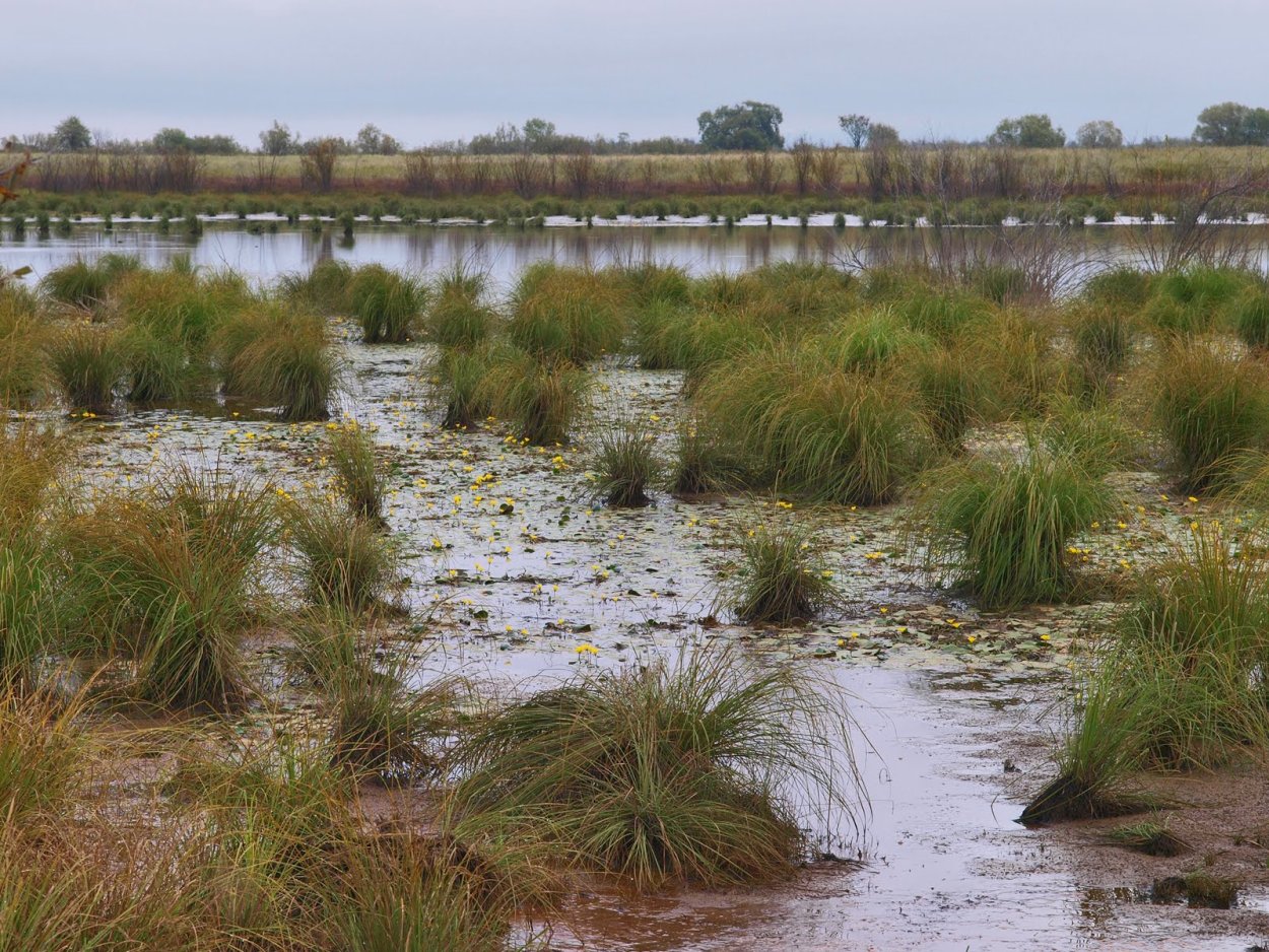 Болото Осока Кочки мох