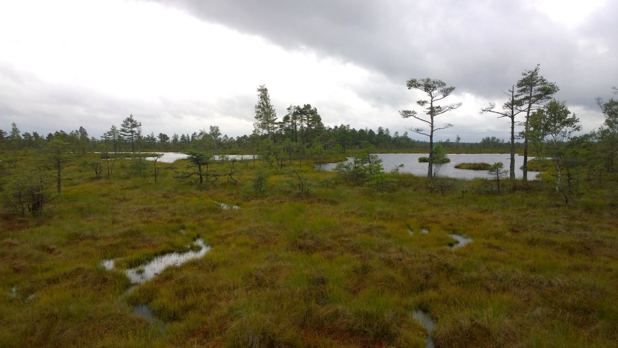 Рачейский Бор болота